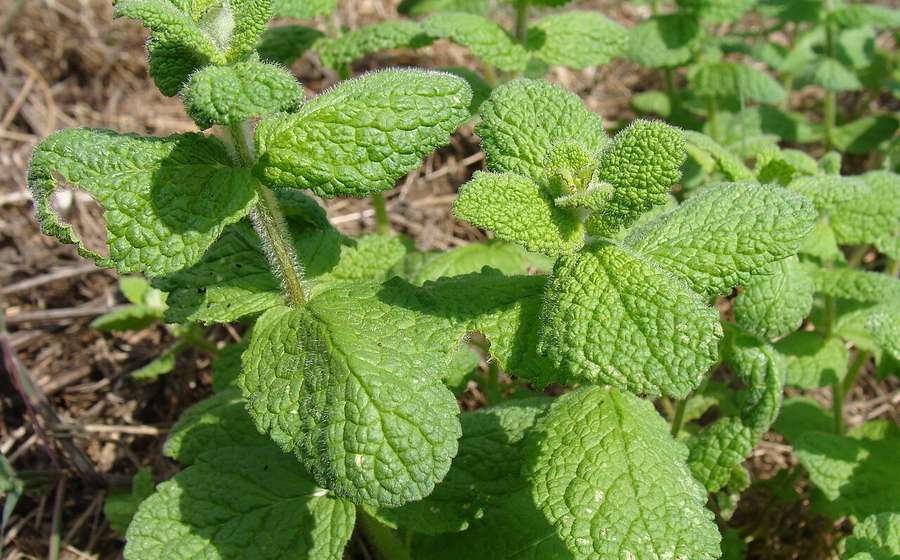 Fresh green mint leaves